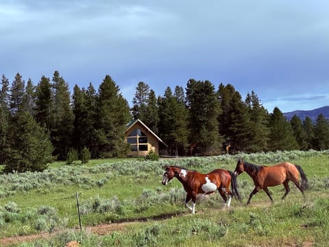 Property building, Facade/entrance, Natural landscape, Animals, Mountain view