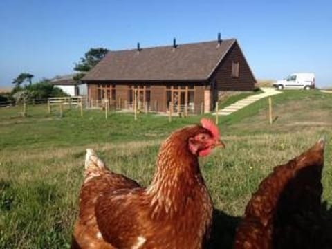 Property building, Animals
