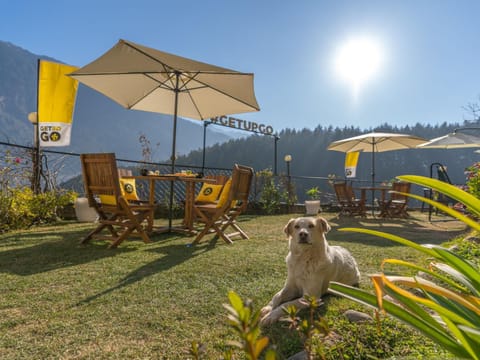 Day, Garden, Seating area, Pets