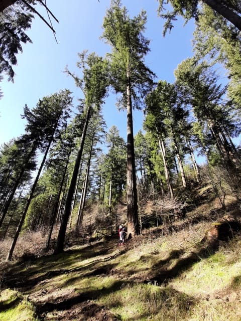 Haus - Pantenburg Bed and Breakfast in Vulkaneifel