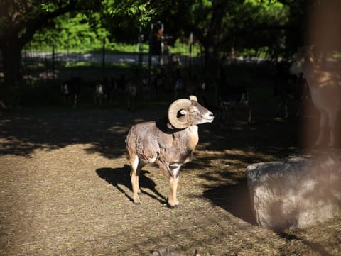 Kleinreiterhof Ferienwohnungen Limmer Apartment in Bad Reichenhall