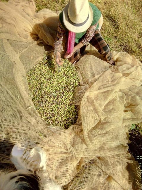 Natural landscape, Garden