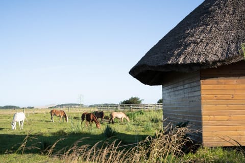 Horse-riding, View (from property/room)