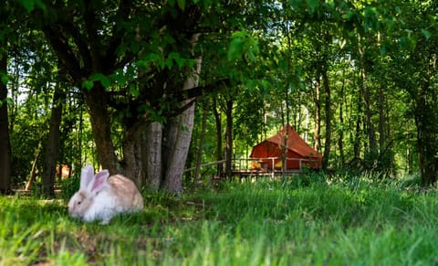 Natural landscape, Animals