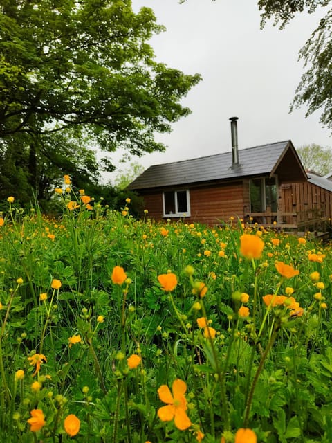 Dryw bach glamping hut Campground/
RV Resort in Wales