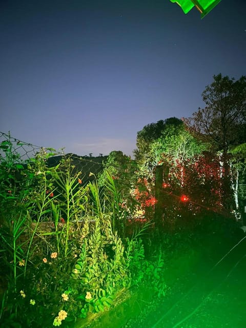 Night, Garden view
