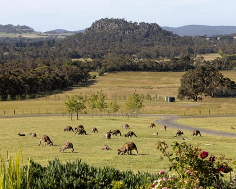 Nearby landmark, View (from property/room), View (from property/room), Animals, Animals, Animals, Landmark view, Landmark view, Mountain view, Mountain view