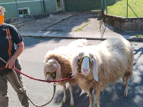 NICOLE COUNTRY APARTMENTS Apartment in Friuli-Venezia Giulia