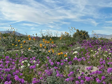 Borrego Springs Motel Hotel in Borrego Springs