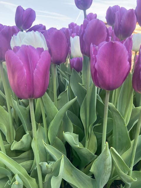 Casa Bosco Apartment in Levico Terme