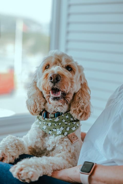 Seaview on the beach Apartment in Port Erin