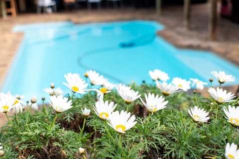 Summer, Decorative detail, Swimming pool