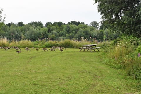 Natural landscape, Garden