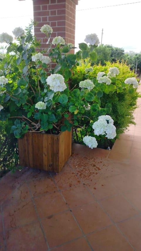 Villetta Giardino degli Ulivi Apartment in Abruzzo