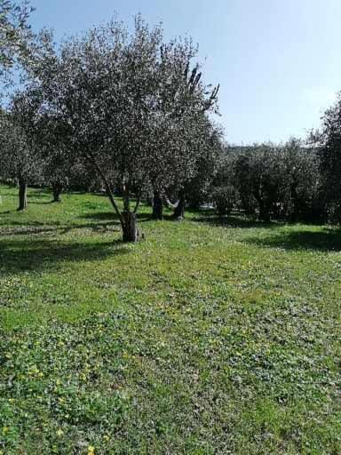 Studio au milieu d une oliveraie Le Mas de la huppe Apartment in Vence