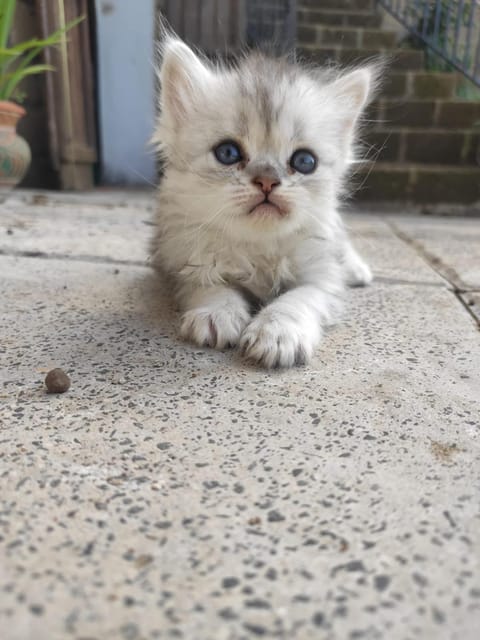 Bio Agriturismo Il Cavone Farm Stay in Lazio