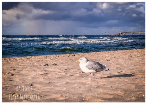 Balticus Playa Margarita Apartment in Miedzyzdroje