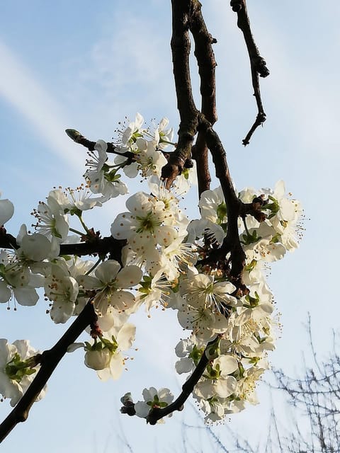 B&B 't Huys van Enaeme Bed and Breakfast in Flanders