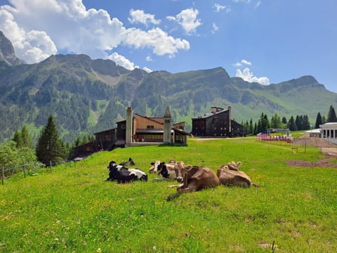 Property building, Garden, Garden, Animals, Garden view, Garden view