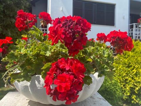 Apartman Mia Apartment in Vojvodina