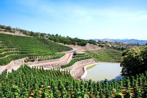Natural landscape, Garden