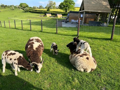 Great House Farm Luxury Pods and Self Catering Campground/ 
RV Resort in Wales