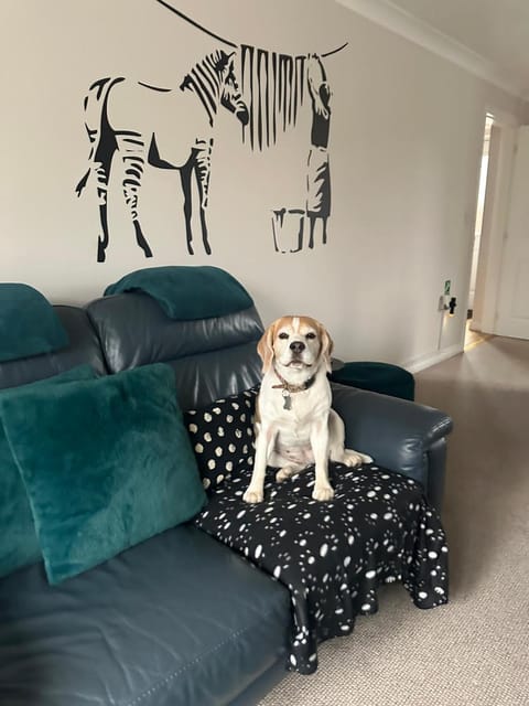 Living room, Pets