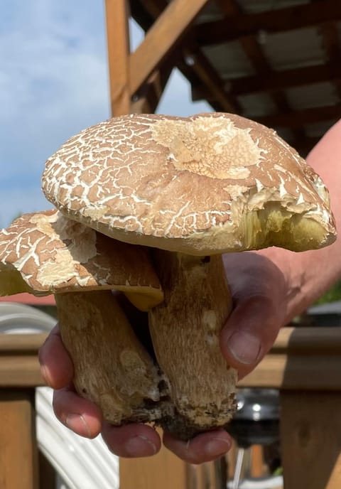 Holenderka Olek Apartment in Pomeranian Voivodeship