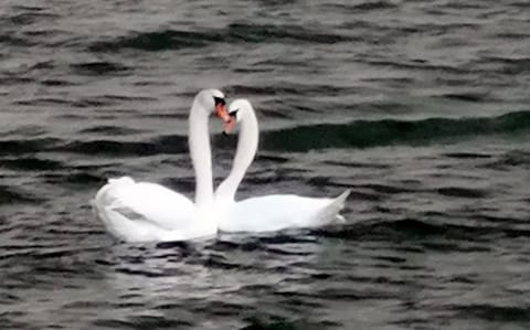 Katzensprung zum Wald Apartment in Mecklenburgische Seenplatte