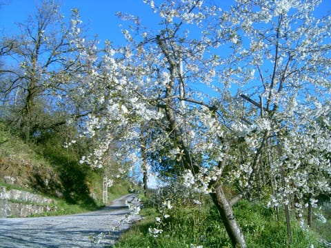 Spring, Natural landscape