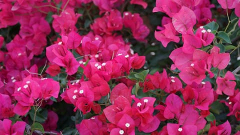 Kasteli Luxury Rooms Bed and Breakfast in Perissa