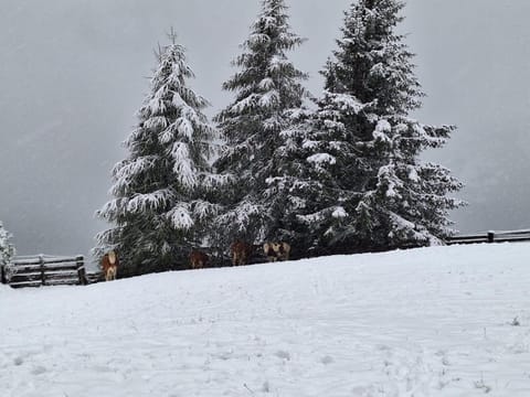 Stoffelehof Apartment in Carinthia, Austria