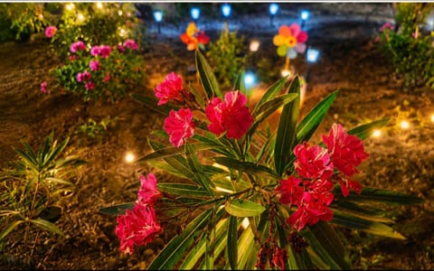 Summer, Garden, Garden view