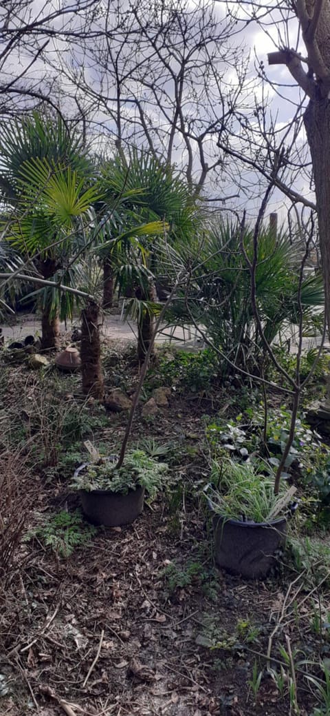 Spring, Day, Natural landscape, Garden, Garden view