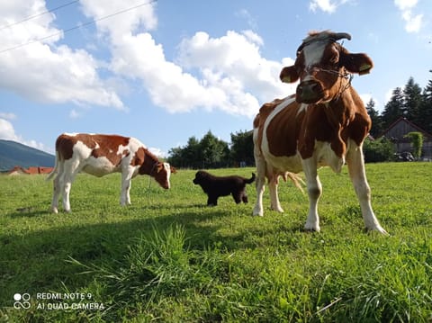 Animals