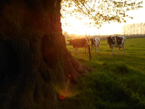 View (from property/room), Area and facilities