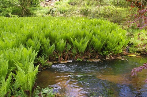Ferienwohnungen Reichholdsmühle Apartment in Kaiserslautern