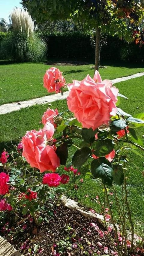 Apartman Corluka Grude Apartment in Split-Dalmatia County