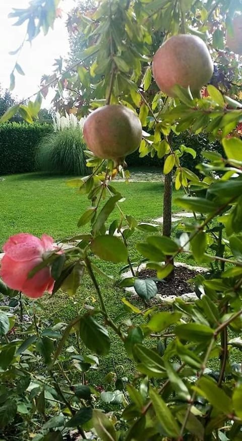 Apartman Corluka Grude Apartment in Split-Dalmatia County