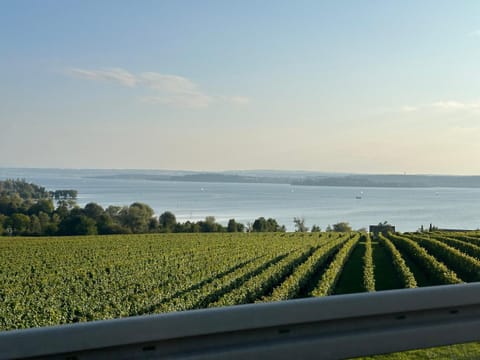 Lake view