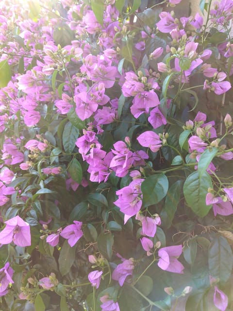 Luna Tsuki Seven Apartment hotel in Rovinj