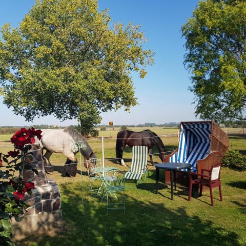 Natural landscape, Garden, Garden view, sunbed
