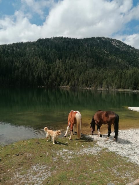 Zabljak_vikendica House in Montenegro