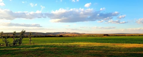 Natural landscape, Garden, View (from property/room)