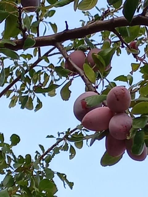 Rustic Villas Barlovic Chalet in Ulcinj Municipality