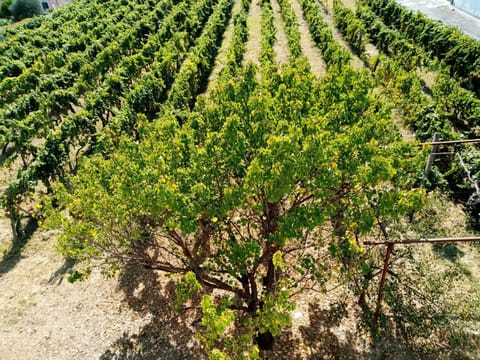 IL VIGNETO Apartment in Diano Marina