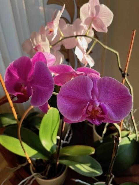 Amazing Snow Apartments Apartment in Lithuania