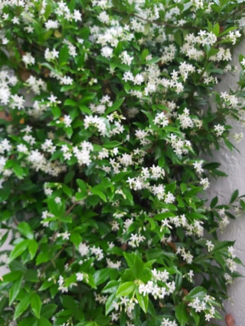 Ohrid Center Galerie House Apartment in Ohrid