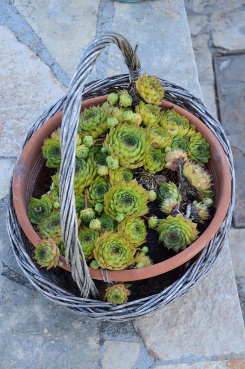 Apartment Blanka with a beautiful view of Trogir Apartment in Trogir