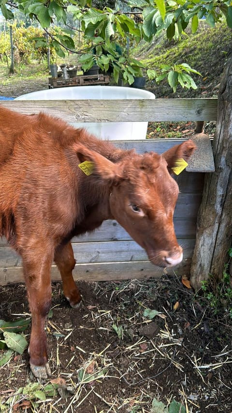 IL CEPPO sui sentieri per Amalfi Bed and Breakfast in Agerola